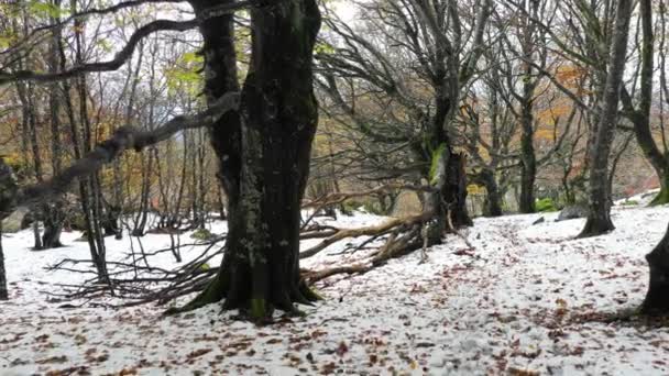 Beechwood Winter Verloren Berg Navarra Spanje Europa — Stockvideo