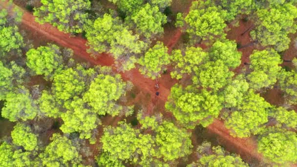 Luchtfoto Van Mensen Een Pad Een Dennenbos Luchtfoto Ayegui Navarra — Stockvideo