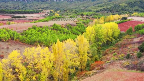 秋にポプラの森の空中ビュー トーラルバ ナバラ スペイン ヨーロッパ — ストック動画