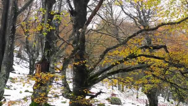 Beechwood Winter Verloren Berg Navarra Spanje Europa — Stockvideo