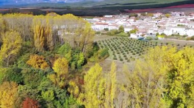 Sonbaharda ve köyde Poplar Grove. Hava görüntüsü. Navarre, İspanya, Avrupa. 4K.