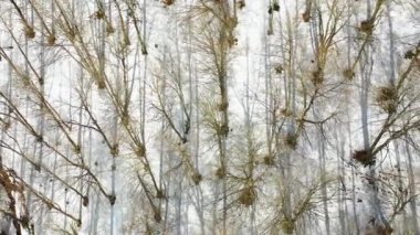 Kışın Beechwood Ormanı ve dağ yamacı. Hava görüntüsü. Navarre, İspanya, Avrupa. 4K.