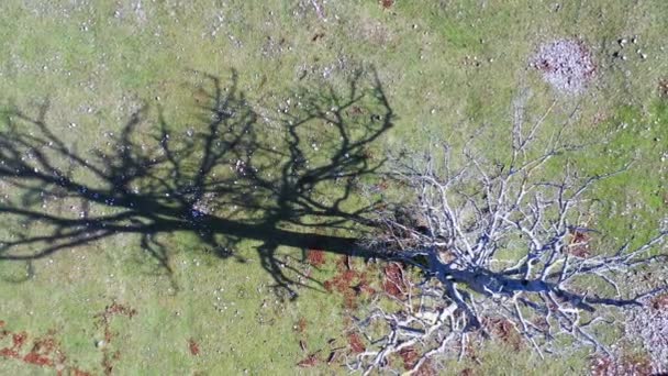 冬にブナの木 空中展望 ナバラ スペイン ヨーロッパ — ストック動画