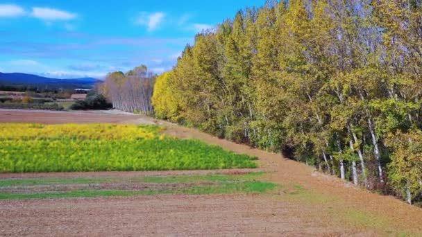 Álamo Arbolado Tierras Cultivo Otoño Navarra España Europa — Vídeos de Stock