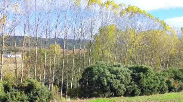 Álamo Arbolado Tierras Cultivo Otoño Vista Aérea Navarra España Europa — Vídeos de Stock