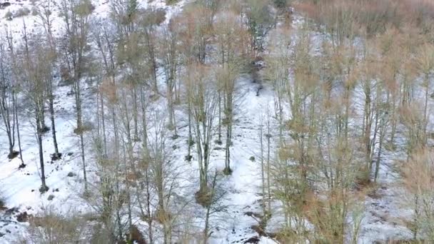 Bosque Hayas Ladera Montaña Invierno Vista Aérea Navarra España Europa — Vídeos de Stock