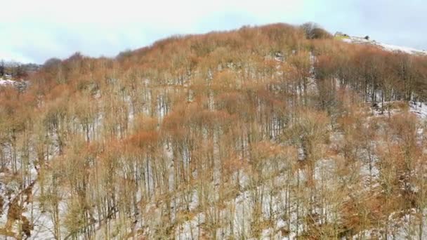 Beechwood Bos Berghelling Winter Luchtfoto Navarra Spanje Europa — Stockvideo