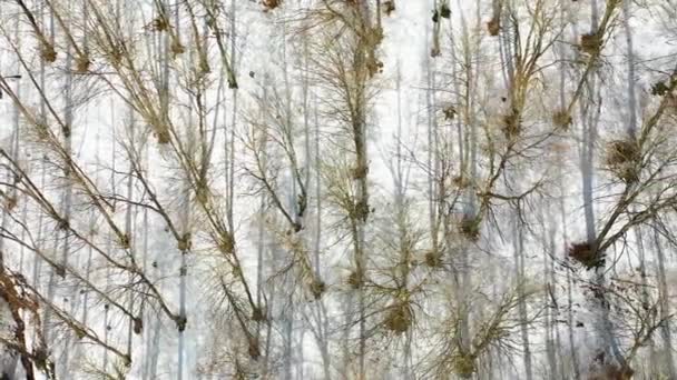 Las Bukowy Zbocze Górskie Zimą Widok Lotu Ptaka Nawarra Hiszpania — Wideo stockowe