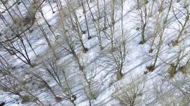 Beechwood Forest Mountain Hillside Winter Aerial View Navarre Spain Europe — Stock Video