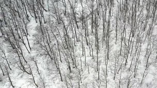 Δάσος Beechwood Και Πλαγιά Βουνού Χειμώνα Αεροφωτογραφία Ναβάρα Ισπανία Ευρώπη — Αρχείο Βίντεο
