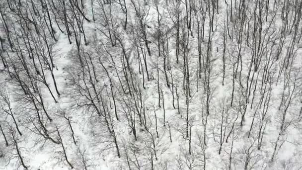 Beechwood Bos Berghelling Winter Luchtfoto Navarra Spanje Europa — Stockvideo