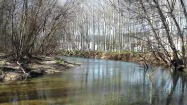 Nehir ve ağaçlar kışın kavak ağacını görür. İHA görüntüsü. 4K.