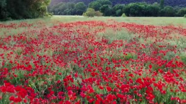 Mısır gevreği tarlasında haşhaş tarlası. Navarre, İspanya. İHA atışı. 4K