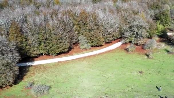 Pădurea Beechwood Peisajul Pășunilor Navarre Spania Europa Vedere Dronă — Videoclip de stoc