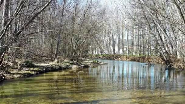 River Trees View Poplar Grove Winter Drone View — Stock Video