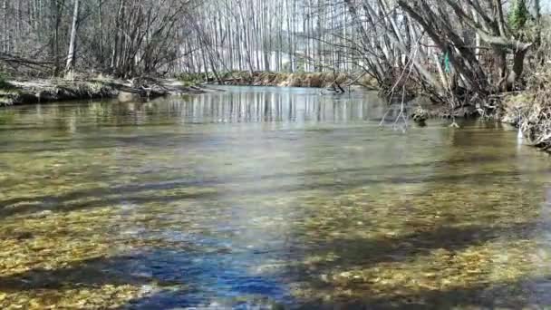 Nehir Ağaçlar Kışın Kavak Ağacını Görür Görüntüsü — Stok video