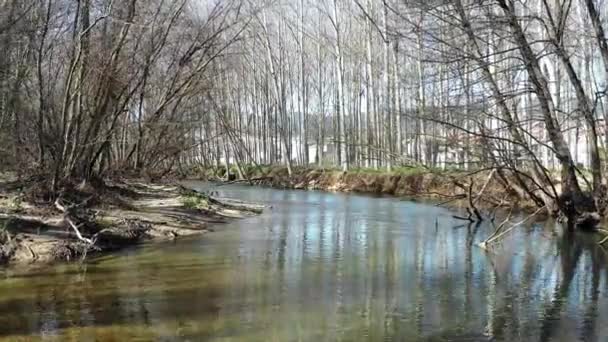 Sungai Dan Pohon Terlihat Hutan Poplar Musim Dingin Pandangan Drone — Stok Video