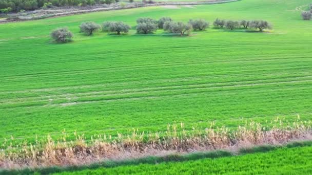 農地とオリーブの木 スペインのナバラ 空中展望 — ストック動画