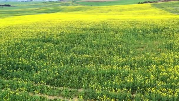 Finca Con Flores Amarillas Navarra España Disparo Dron — Vídeo de stock