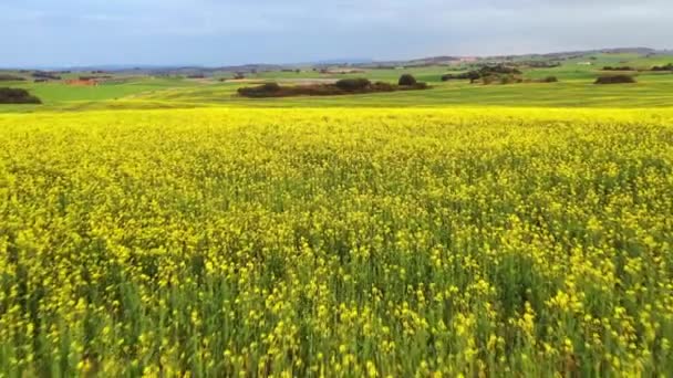 Terreno Agricolo Con Fiori Gialli Navarra Spagna Colpo Droni — Video Stock