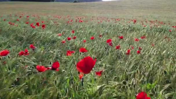 Spannmålsmark Med Vallmoblommor Navarra Spanien Ett Drönarskott — Stockvideo