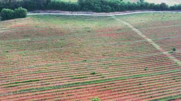 Campo Amapola Una Granja Cereales Navarra España Disparo Dron — Vídeo de stock
