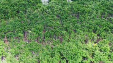 Orman manzarası. Navarre. İspanya, Avrupa. Hava görüntüsü. 4K.