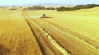 Hasat zamanı hasat zamanı. Navarre, İspanya, Avrupa. Hava görüntüsü. 4K.