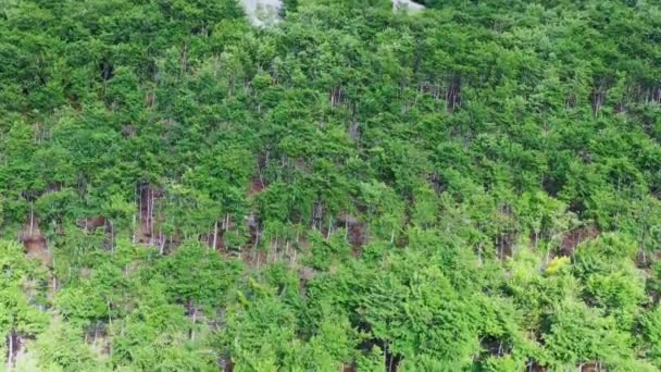 Paisaje Forestal Navarra España Europa Vista Aérea — Vídeos de Stock