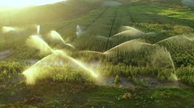 Sulamalı tarım arazisi. Navarre, İspanya, Avrupa. Hava görüntüsü. 4K.