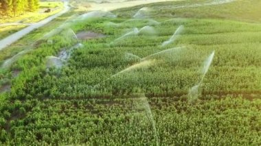 Sulamalı tarım arazisi. Navarre, İspanya, Avrupa. Hava görüntüsü. 4K.