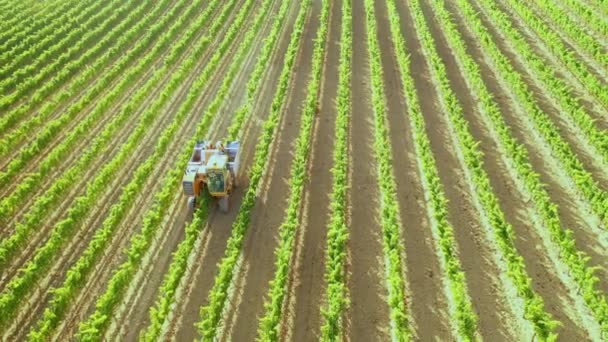 Cosechadora Tiempo Cosecha Viñedo Navarra España Europa Vista Aérea — Vídeos de Stock