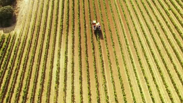 Erntezeit Weingarten Navarra Spanien Europa Luftaufnahme — Stockvideo
