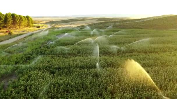 Ackerland Mit Bewässerung Navarra Spanien Europa Luftaufnahme — Stockvideo
