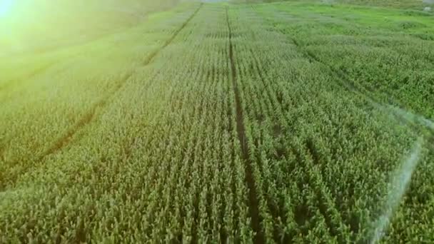 Boerderij Met Water Geven Navarra Spanje Europa Luchtfoto — Stockvideo