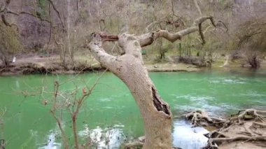 Nehir yatağı akan sular ve kışın ağaçlarla kaplı kıyılar. Ega nehri Estella şehrinde, Navarre, İspanya. Avrupa.