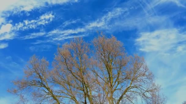 冬天有树 天空有云 时光流逝 纳瓦拉 西班牙 — 图库视频影像