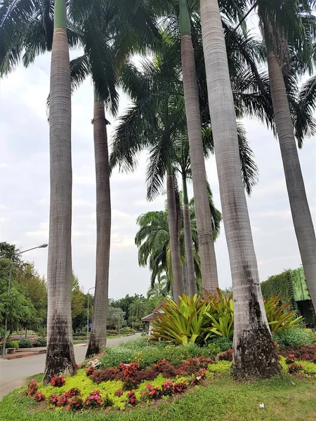 Altro Momento Fantastico Queen Sirikit Botanic Garden Chiang Mai Botanical — Foto Stock