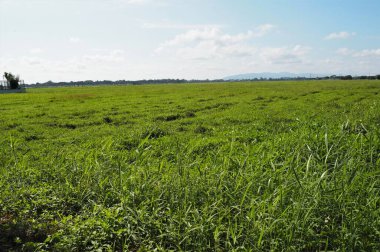 Yolda fotoğraf çekmek için güzel bir yer.. 