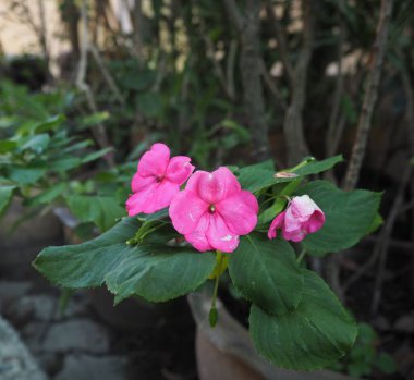 Tapınağın bahçesinde inanılmaz çiçekler