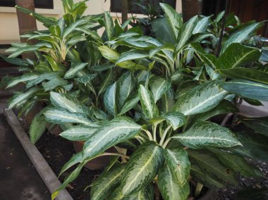 Bahçedeki süs bitkileri