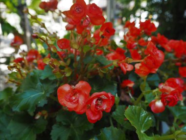 Tapınak bahçesinde inanılmaz çiçekler 