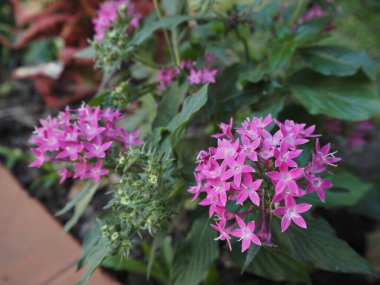 Tapınak bahçesinde inanılmaz çiçekler 