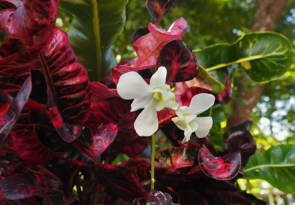 Fleurs Étonnantes Dans Jardin Temple — Photo