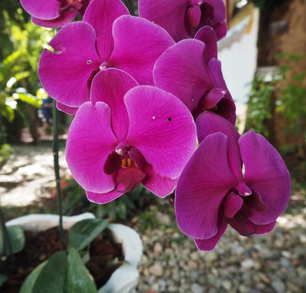 Fleurs Étonnantes Dans Jardin Temple — Photo