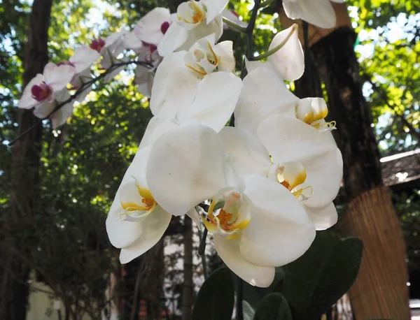 Fleurs Étonnantes Dans Jardin Temple — Photo