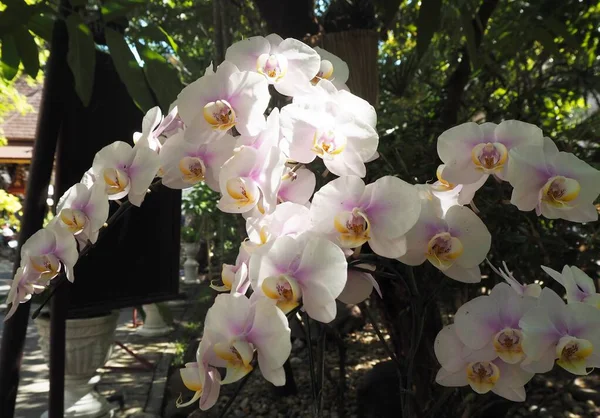 Fleurs Étonnantes Dans Jardin Temple — Photo