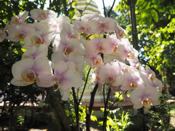 Fleurs Étonnantes Dans Jardin Temple — Photo