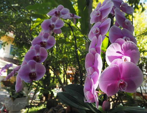 Дивовижні Квіти Саду Храму — стокове фото