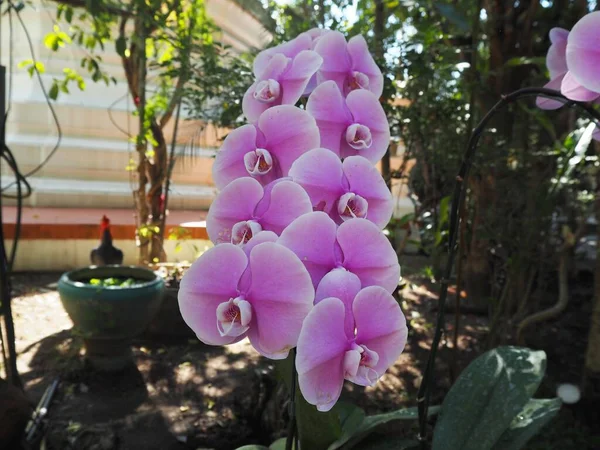 Fleurs Étonnantes Dans Jardin Temple — Photo